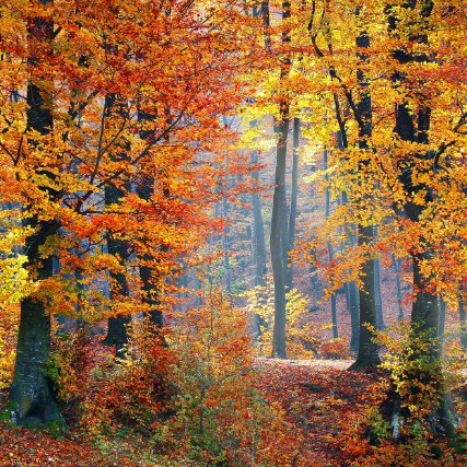 Wald Vater Kind