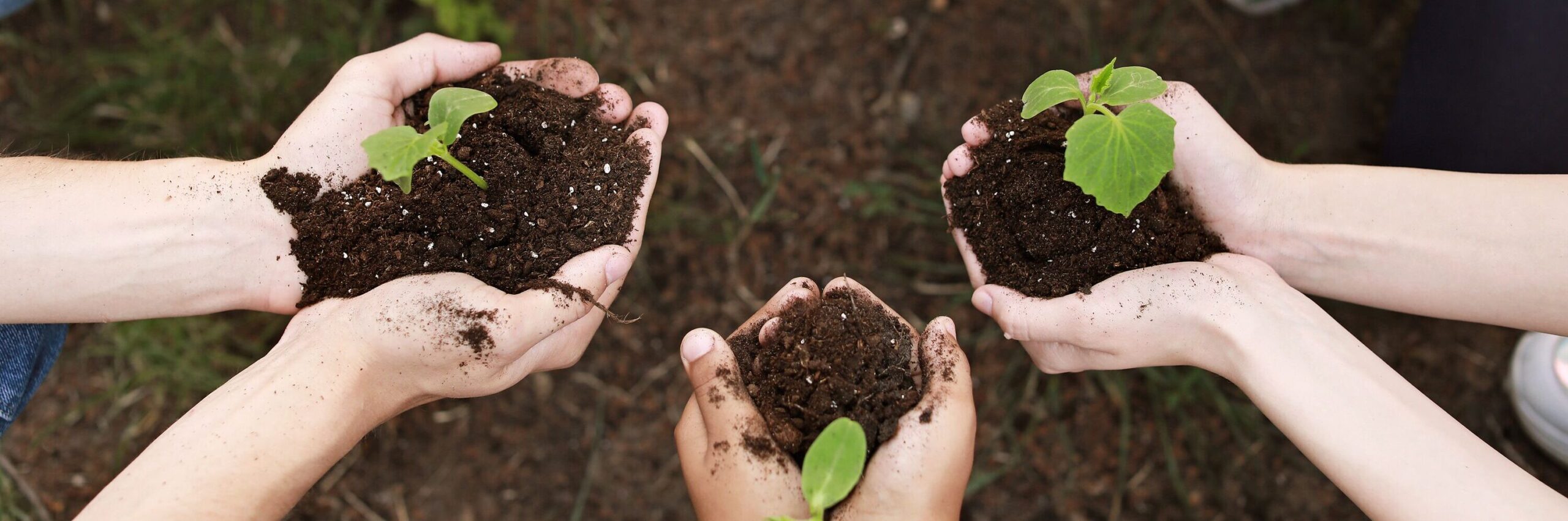 weboptimiert-Pflanzenkeime in Händen Maples Images Shutterstock.com